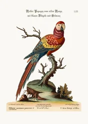 The Red and Blue Macaw